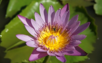 Thâm giao phương ngoại